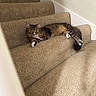 cat, tabby_cat, carpeted_stairs, stairs, indoor, pet, feline, animal, resting, relaxed, alert, beige, brown, white_paws, whiskers, tail, fur, cozy, home, quiet