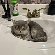 Miso is registered to the contest to win money with this photo: cat, gray_cat, sleeping, bathroom_sink, sink, faucet, toothbrush, mouthwash, indoor, pet, domestic_animal, relaxed, napping, collar, small_cat, bathroom_counter, household, fur, cute, resting