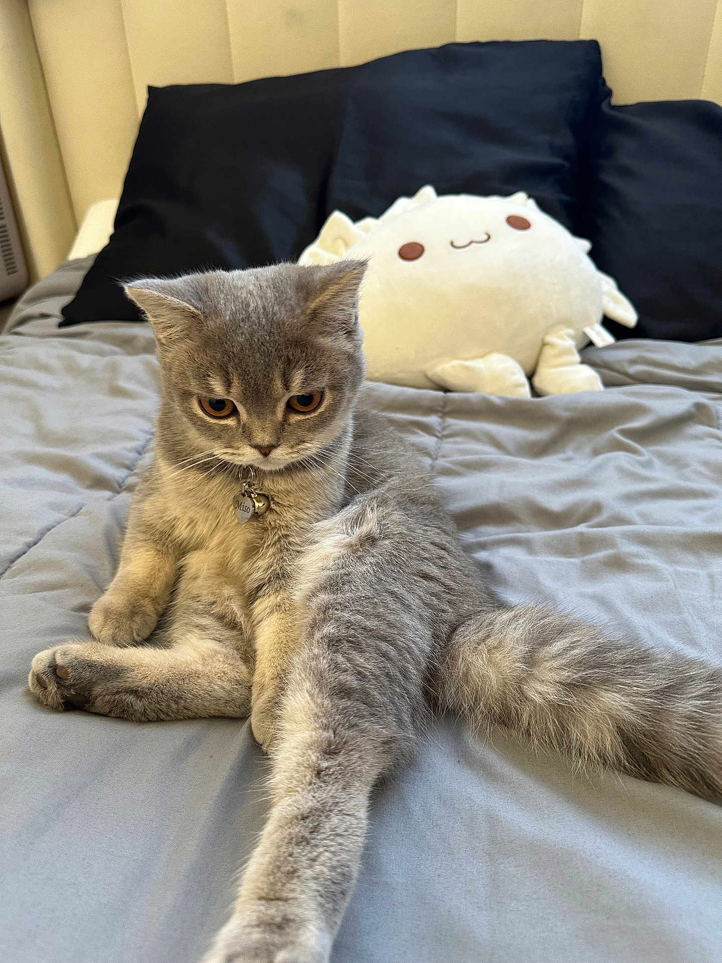 Miso is registered to the contest to win money with this photo: cat, gray_cat, plush_toy, bed, pillow, indoor, pet, fur, cute, animal, stretching, cozy, soft, feline, relaxed, collar, whiskers, bedroom, comfort, domestic