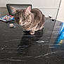 Rocky And Pricess is registered to the contest to win money with this photo: cat, gray_cat, table, marble_table, indoor, furniture, chair, papers, light_switch, power_outlet, domestic_animal, pet, whiskers, green_eyes, floor, reflection, wall, curious, sitting, fur