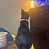 Luna is registered to the contest to win money with this photo: black_cat, cat, table, lamp, tv_screen, dresser, wooden_table, indoor, pet, furniture, nightlight, collar, plastic_bag, room, home, curious_cat, glowing_light, electronics, floor, decor