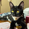 Luna is registered to the contest to win money with this photo: cat, black_cat, white_paws, yellow_eyes, collar, bells, table, floral_pattern, paper, indoor, domestic, pet, relaxed, animal, whiskers, fur, ears, face, cute, home