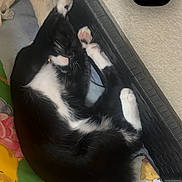 Luna is registered to the contest to win money with this photo: cat, sleeping, black_and_white, basket, blanket, stuffed_animal, indoor, cozy, pet, animal, feline, resting, paw, tail, wall, outlet, colorful, soft, comfort, quiet