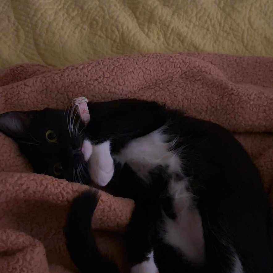 Luna is registered to the contest to win money with this photo: cat, black_and_white_cat, pet, animal, feline, blanket, pink_blanket, yellow_quilt, bed, cozy, indoor, resting, curious, whiskers, paws, fur, sleepy, cute, relaxed, soft