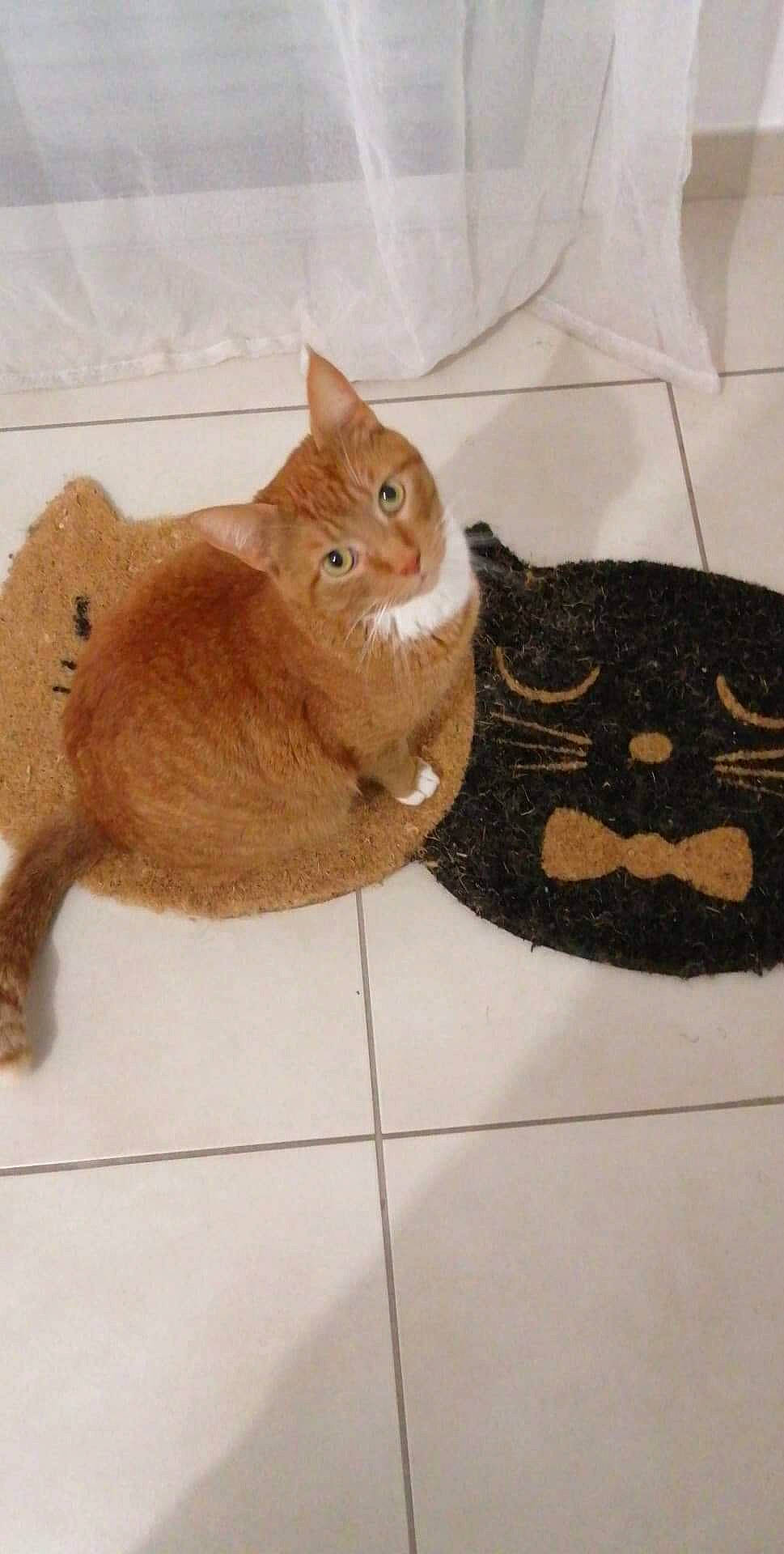 Neutron a rejoint le concours — aidez-le/la à gagner de superbes lots ! art, brown, carnivore, cat, comfort, domestic_short_haired_cat, fawn, felidae, fur, illustration, moustache, pattern, paw, small_to_medium_sized_cats, snout, tail, terrestrial_animal, textile, whiskers, wood