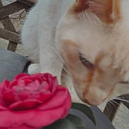 Snowy joined the competition — help win amazing prizes! cat, flower, red_flower, leaf, hand, outdoor, wooden_fence, tree_branches, curious_cat, close_up, animal, pet, nature, spring, feline, sniffing, blurred_background, soft_light, cream_colored_cat, plant