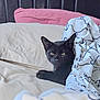 Kiki joined the competition — help win amazing prizes! black_cat, cat, bed, blanket, pillow, indoor, pet, animal, feline, resting, cozy, comfort, curious, looking, ears, whiskers, soft_lighting, fabric, fur, domestic_cat