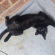 Kiki joined the competition — help win amazing prizes! black_cat, cat, pet, animal, feline, resting, upside_down, floor, brick_wall, corner, curious, looking, outdoor, texture, whiskers, tail, paw, ears, eyes, relaxed