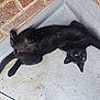 black_cat, cat, pet, animal, feline, resting, upside_down, floor, brick_wall, corner, curious, looking, outdoor, texture, whiskers, tail, paw, ears, eyes, relaxed