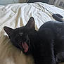 Kiki joined the competition — help win amazing prizes! black_cat, cat, yawning, bed, indoor, feline, fur, pet, animal, sleepy, cozy, resting, whiskers, ears, mouth_open, tongue, tail, blanket, cable, window