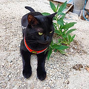Choupy a rejoint le concours — aidez-le/la à gagner de superbes lots ! alert, animal, black_cat, cable, cat, closeup, collar, daylight, feline, gravel, greenery, ground, nature, outdoor, pavement, pet, pipe, plant, resting, urban