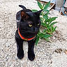 alert, animal, black_cat, cable, cat, closeup, collar, daylight, feline, gravel, greenery, ground, nature, outdoor, pavement, pet, pipe, plant, resting, urban