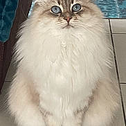 Twinkie participe au concours pour gagner de l'argent avec cette photo : cat, fluffy, blue_eyes, indoor, floor, tile, sitting, pet, animal, feline, curious, fur, whiskers, cute, domestic, mammal, portrait, close_up, looking, soft