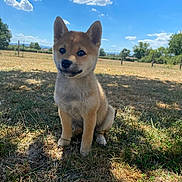 Tess a rejoint le concours — aidez-le/la à gagner de superbes lots ! puppy, dog, grass, outdoor, sky, clouds, sunlight, shadow, nature, cute, animal, pet, fence, field, summer, ears, sitting, young, fur, daytime