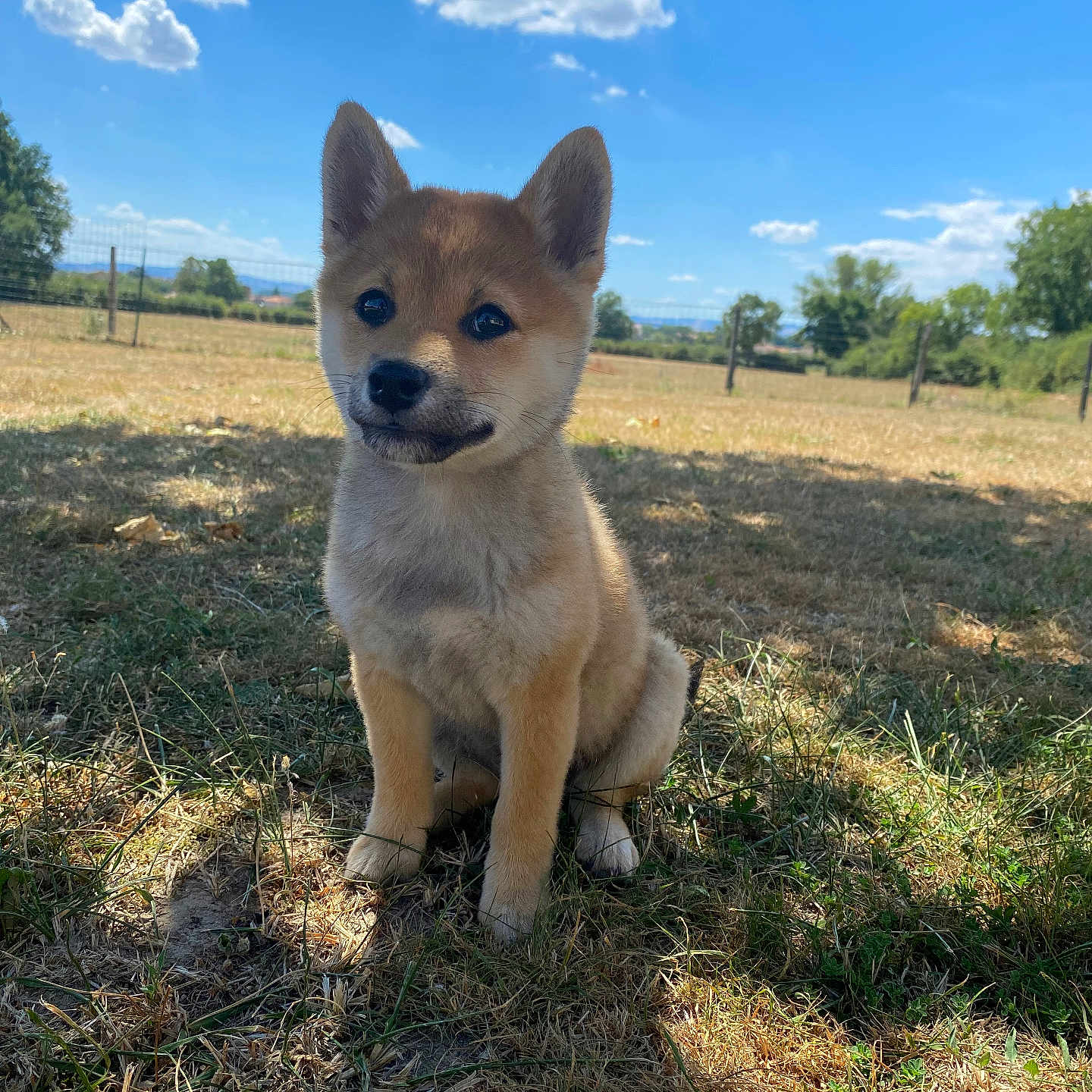 Tess a rejoint le concours — aidez-le/la à gagner de superbes lots ! animal, clouds, cute, daytime, dog, ears, fence, field, fur, grass, nature, outdoor, pet, puppy, shadow, sitting, sky, summer, sunlight, young