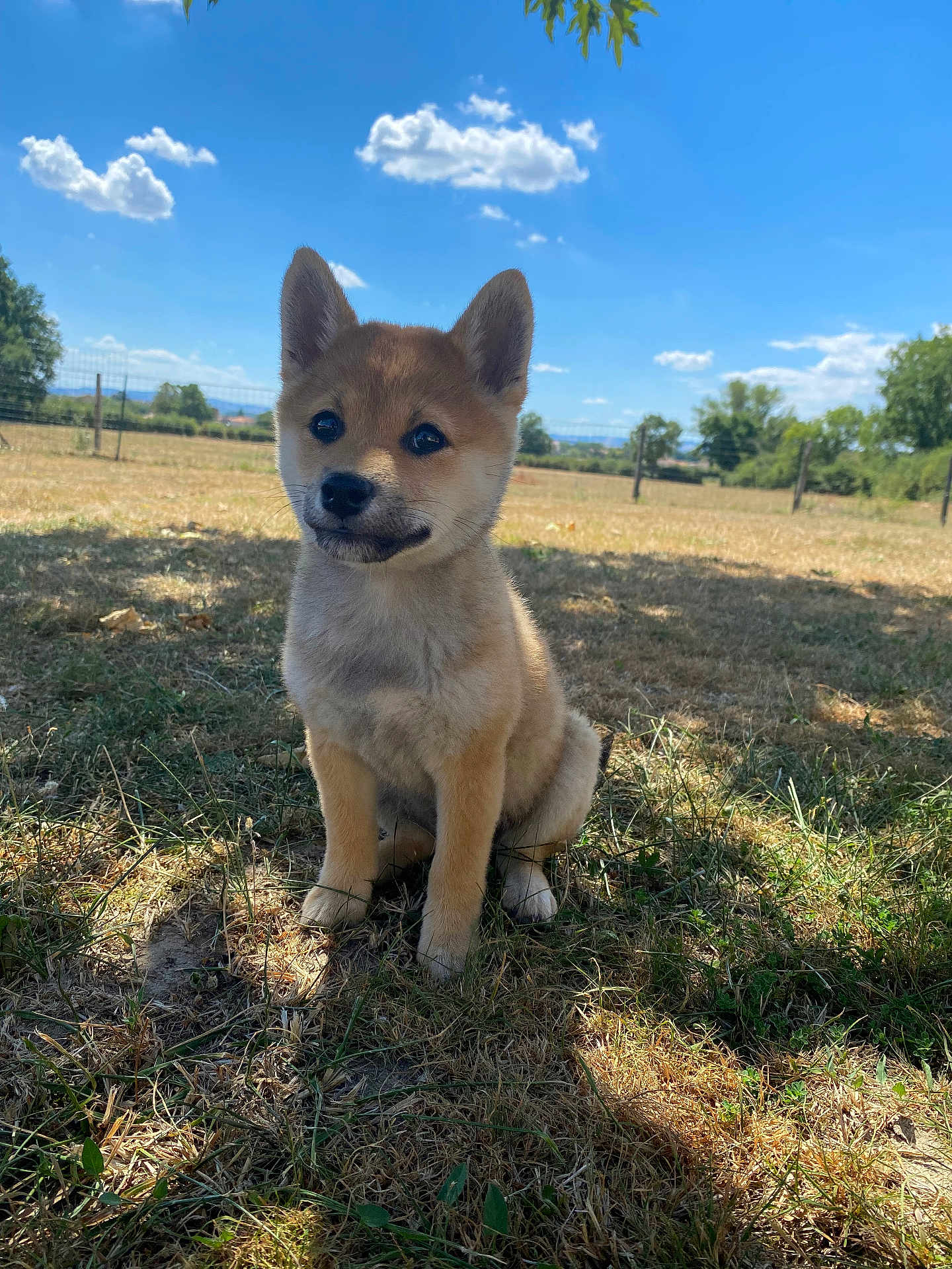 Tess a rejoint le concours — aidez-le/la à gagner de superbes lots ! puppy, dog, grass, outdoor, sky, clouds, sunlight, shadow, nature, cute, animal, pet, fence, field, summer, ears, sitting, young, fur, daytime