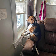 Chase joined the competition — help win amazing prizes! dog, beagle, window, couch, living_room, brown_furniture, paw, light_switch, mirror, jacket, indoor, pet, resting, curtains, daylight, looking_out, home, animal, furniture, relaxed