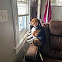 dog, beagle, window, couch, living_room, brown_furniture, paw, light_switch, mirror, jacket, indoor, pet, resting, curtains, daylight, looking_out, home, animal, furniture, relaxed
