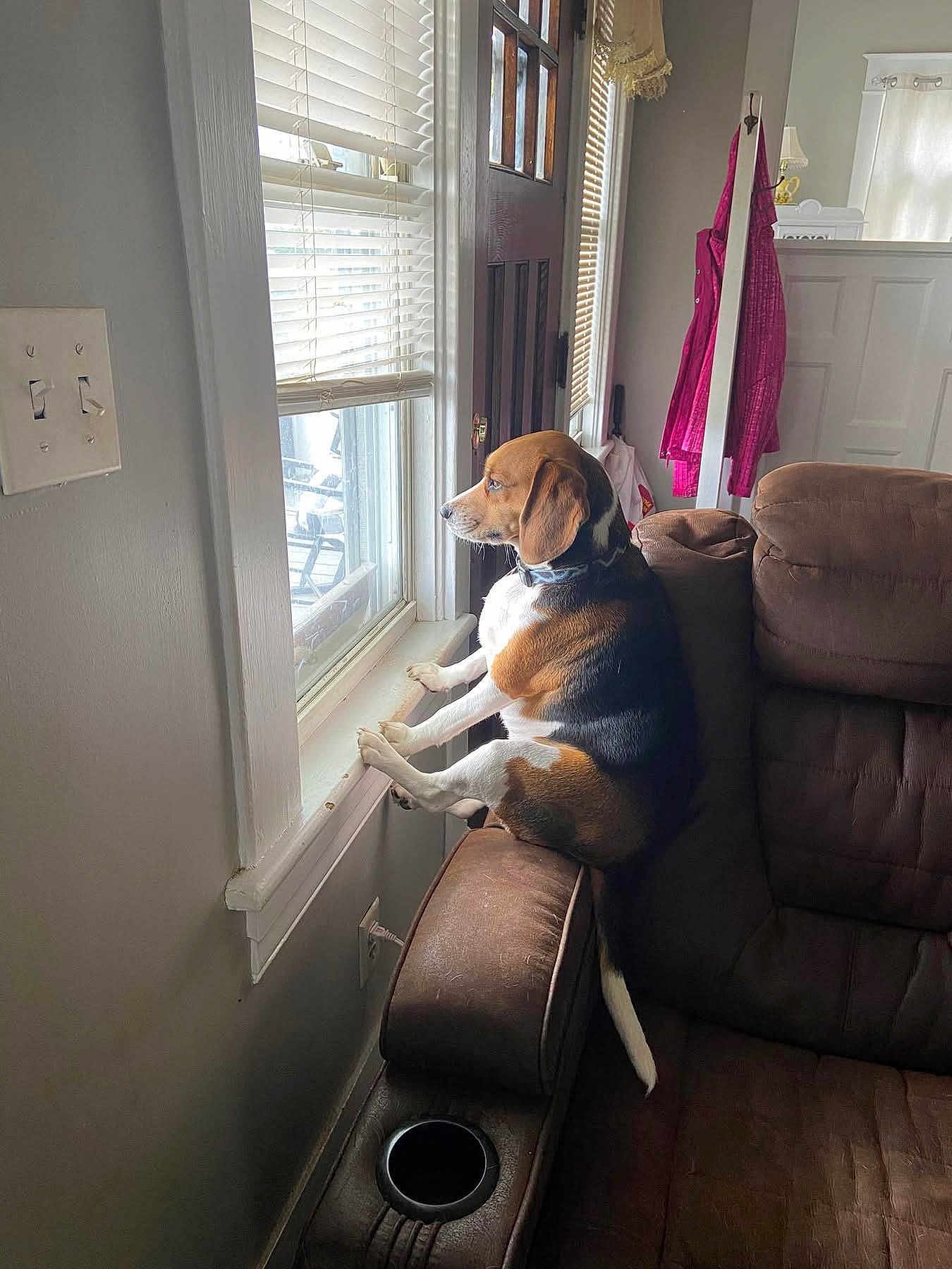 Chase joined the competition — help win amazing prizes! dog, beagle, window, couch, living_room, brown_furniture, paw, light_switch, mirror, jacket, indoor, pet, resting, curtains, daylight, looking_out, home, animal, furniture, relaxed