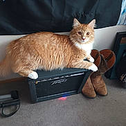 Rowdy joined the competition — help win amazing prizes! cat, orange_cat, white_paws, amplifier, peavey, boots, brown_boots, carpet, indoor, pet, feline, resting, household_items, wall, black, furniture, closeup, animal, domestic_cat, relaxed