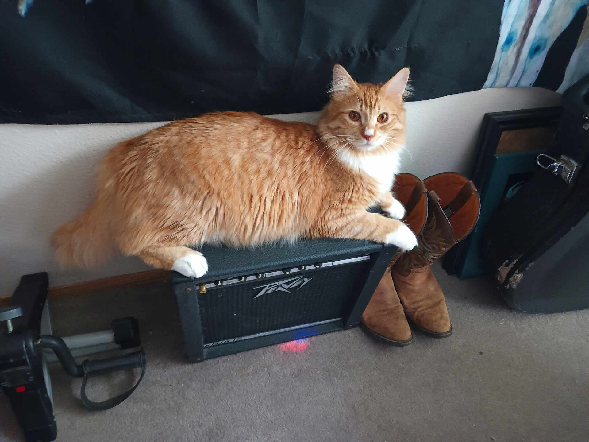 Rowdy joined the competition — help win amazing prizes! cat, orange_cat, white_paws, amplifier, peavey, boots, brown_boots, carpet, indoor, pet, feline, resting, household_items, wall, black, furniture, closeup, animal, domestic_cat, relaxed