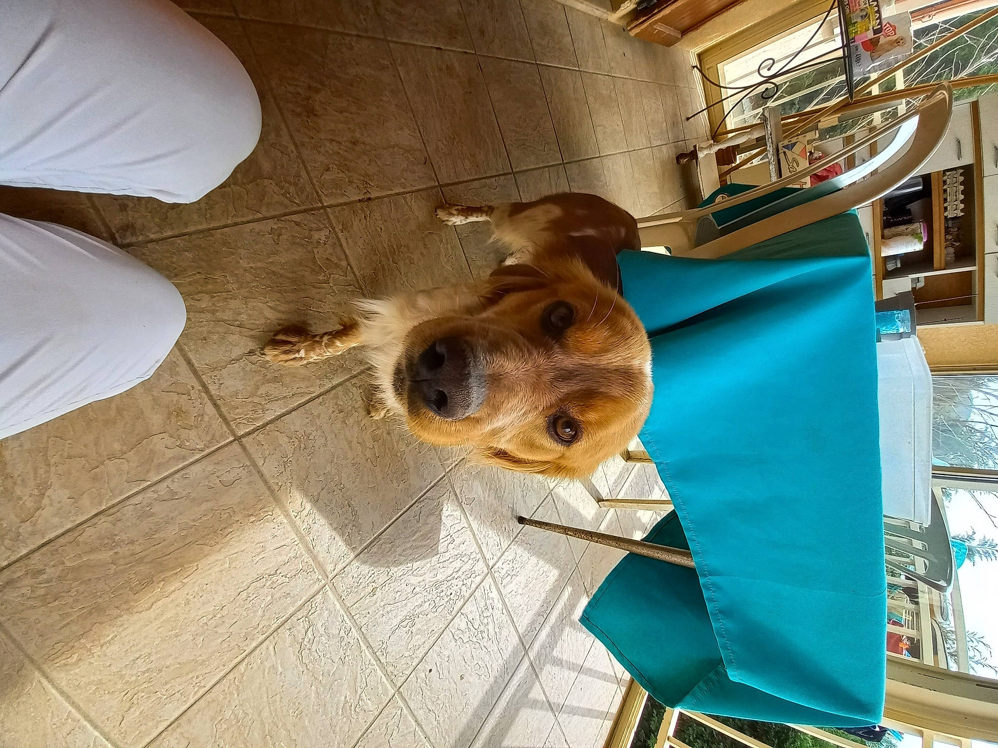 Rio a rejoint le concours — aidez-le/la à gagner de superbes lots ! building, canidae, carnivore, ceiling, companion_dog, dog, dog_breed, dog_supply, fawn, flooring, fur, hardwood, selfie, shelf, snout, sporting_group, tints_and_shades, whiskers, wood, working_animal