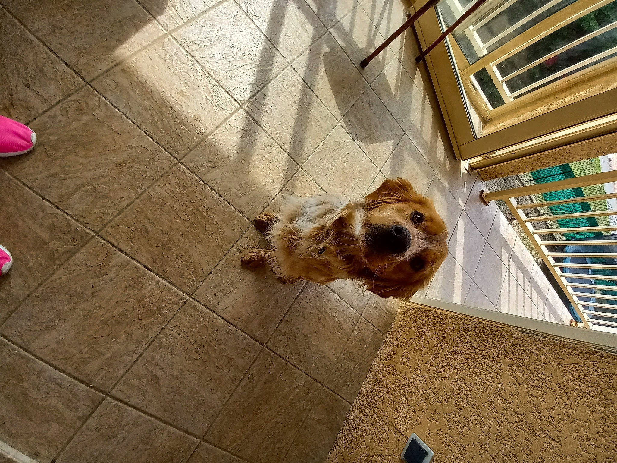 Rio a rejoint le concours — aidez-le/la à gagner de superbes lots ! carnivore, companion_dog, dog, dog_breed, fawn, floor, flooring, foot, fur, hardwood, human_leg, road_surface, roof, sidewalk, small_terrier, sporting_group, tail, terrier, toy_dog, wood