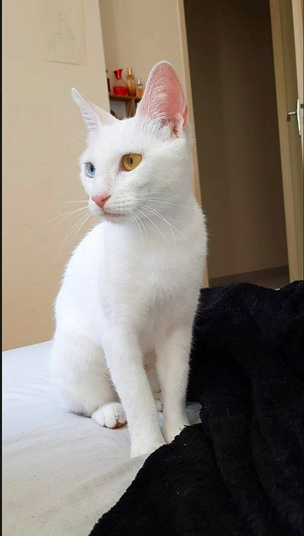 Lola a rejoint le concours — aidez-le/la à gagner de superbes lots ! carnivore, cat, domestic_short_haired_cat, felidae, fur, paw, small_to_medium_sized_cats, snout, tail, whiskers