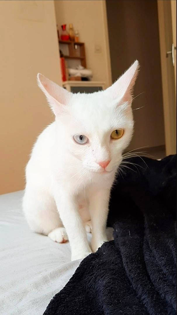 Lola participe au concours pour gagner de l'argent avec cette photo : carnivore, cat, claw, comfort, domestic_short_haired_cat, ear, fawn, felidae, fur, iris, paw, small_to_medium_sized_cats, snout, tail, whiskers