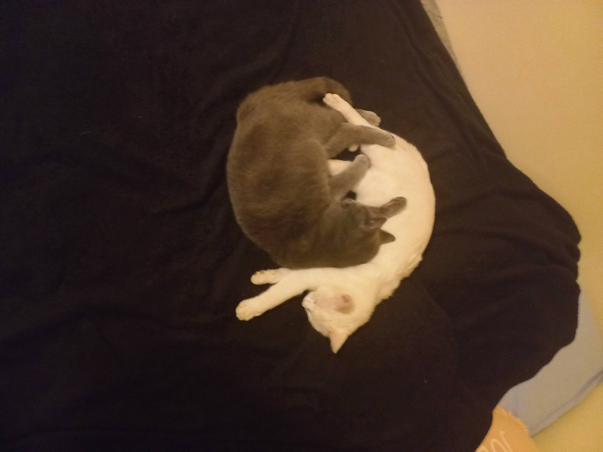 Lola a rejoint le concours — aidez-le/la à gagner de superbes lots ! art, artifact, bone, canidae, carving, classical_sculpture, facial_hair, flesh, fur, gesture, jaw, portrait, shadow, skeleton, snout, still_life_photography, tail, tints_and_shades, visual_arts, wood