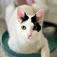 Momo joined the competition — help win amazing prizes! cat, white_cat, black_markings, pet, domestic_cat, animal, feline, cute, indoor, table, teal_dish, resting, portrait, close_up, whiskers, pink_nose, curious, soft_focus, home, relaxed