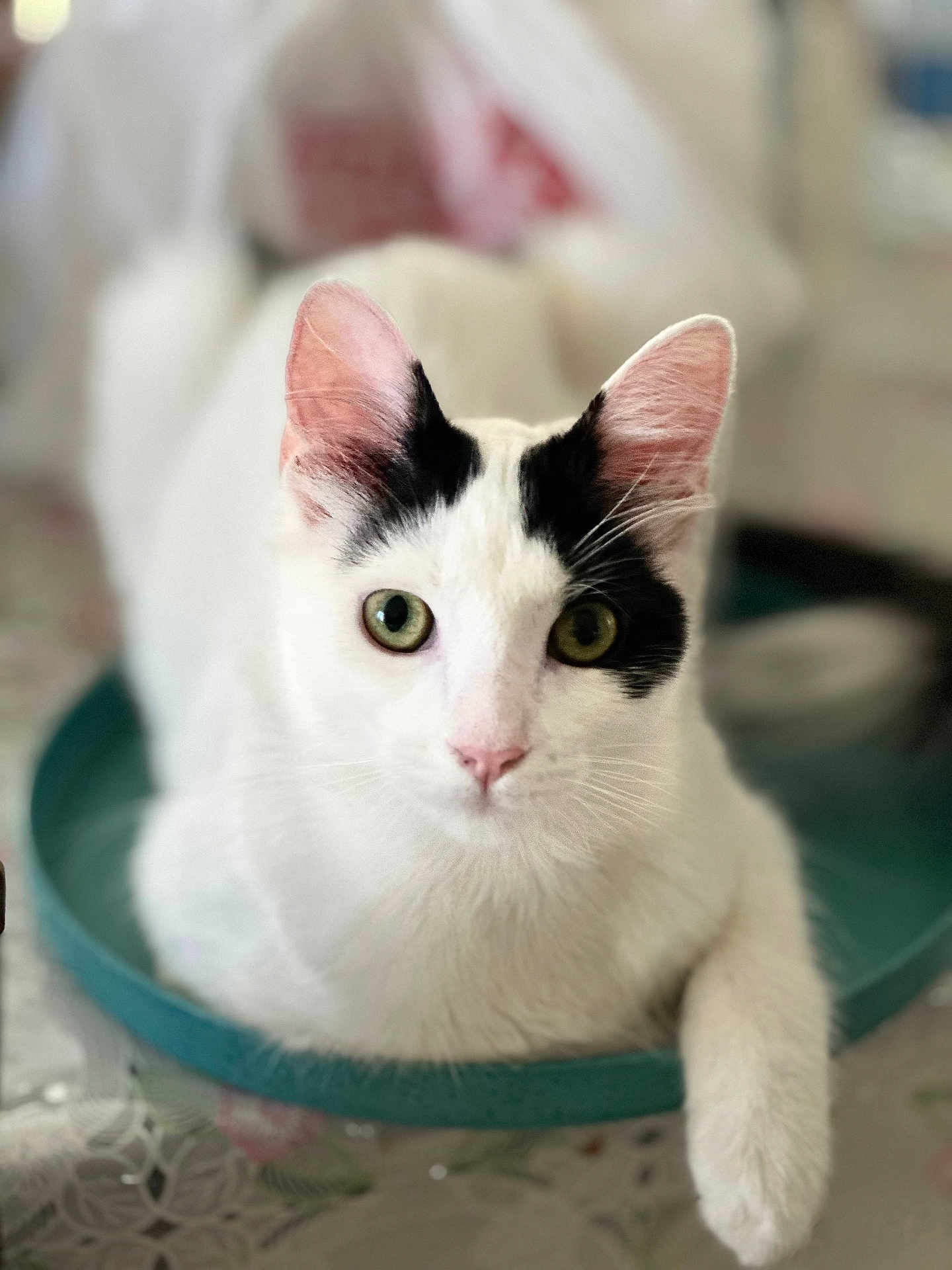 Momo joined the competition — help win amazing prizes! cat, white_cat, black_markings, pet, domestic_cat, animal, feline, cute, indoor, table, teal_dish, resting, portrait, close_up, whiskers, pink_nose, curious, soft_focus, home, relaxed