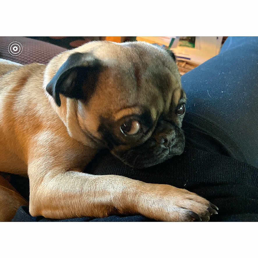 Bella