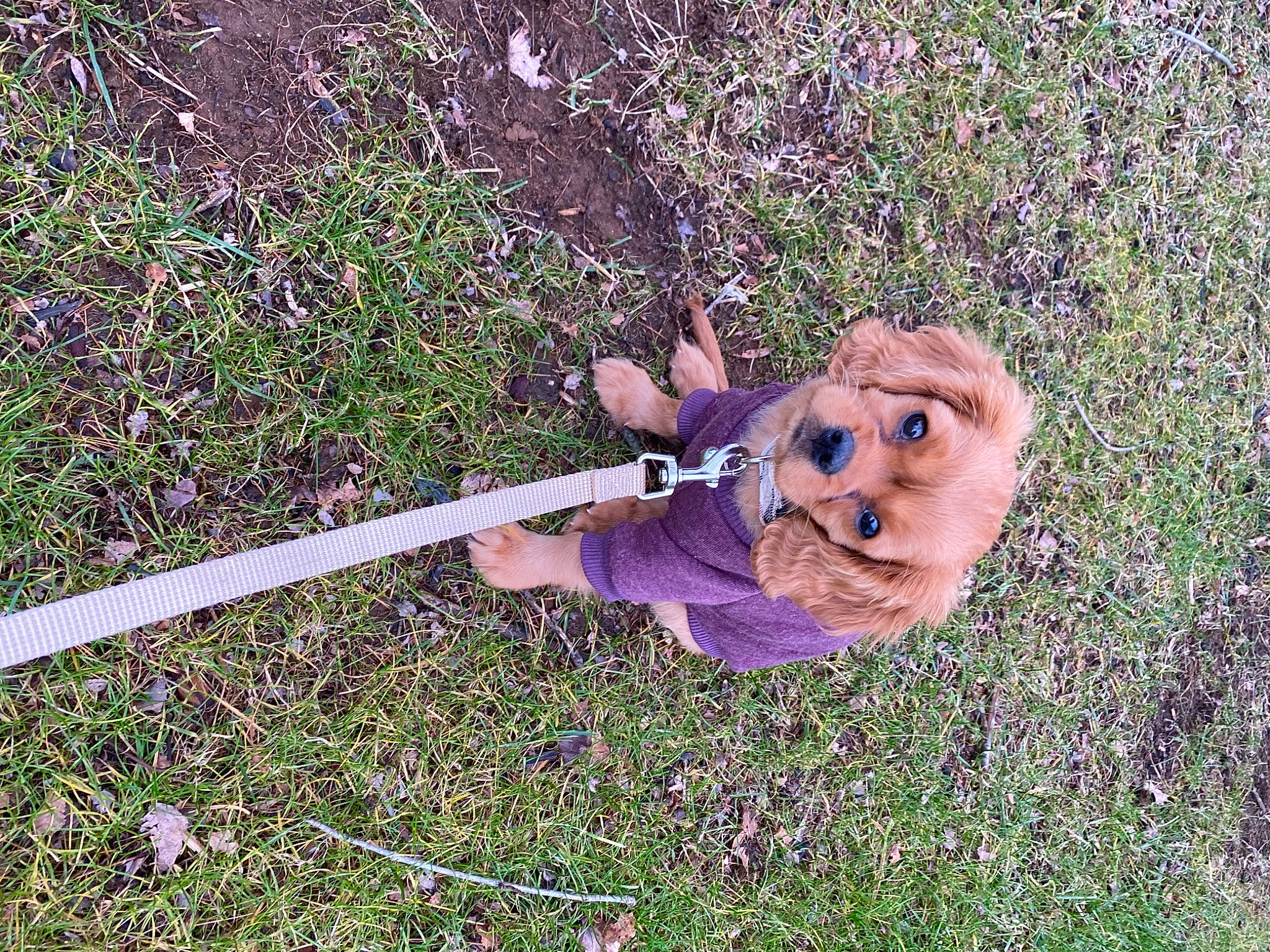 Ginger joined the competition — help win amazing prizes! child, fun, grass, grass_family, grassland, happy, hat, lawn, lawn_ornament, leisure, people_in_nature, plant, recreation, shrub, soil, sunglasses, toddler