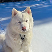 Saint is registered to the contest to win money with this photo: dog, white_dog, snow, outdoor, nature, winter, animal, pet, fluffy, forest, sunlight, cold, canine, sitting, fur, daylight, leash, pink_nose, quiet, scenic