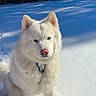 dog, white_dog, snow, outdoor, nature, winter, animal, pet, fluffy, forest, sunlight, cold, canine, sitting, fur, daylight, leash, pink_nose, quiet, scenic