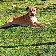 Atlas participe au concours pour gagner de l'argent avec cette photo : dog, grass, outdoor, sunlight, relaxed, brown_coat, white_coat, garden, animal, pet, canine, laying_down, nature, daylight, calm, attentive, summer, greenery, mammal, park