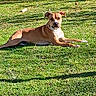 dog, grass, outdoor, sunlight, relaxed, brown_coat, white_coat, garden, animal, pet, canine, laying_down, nature, daylight, calm, attentive, summer, greenery, mammal, park
