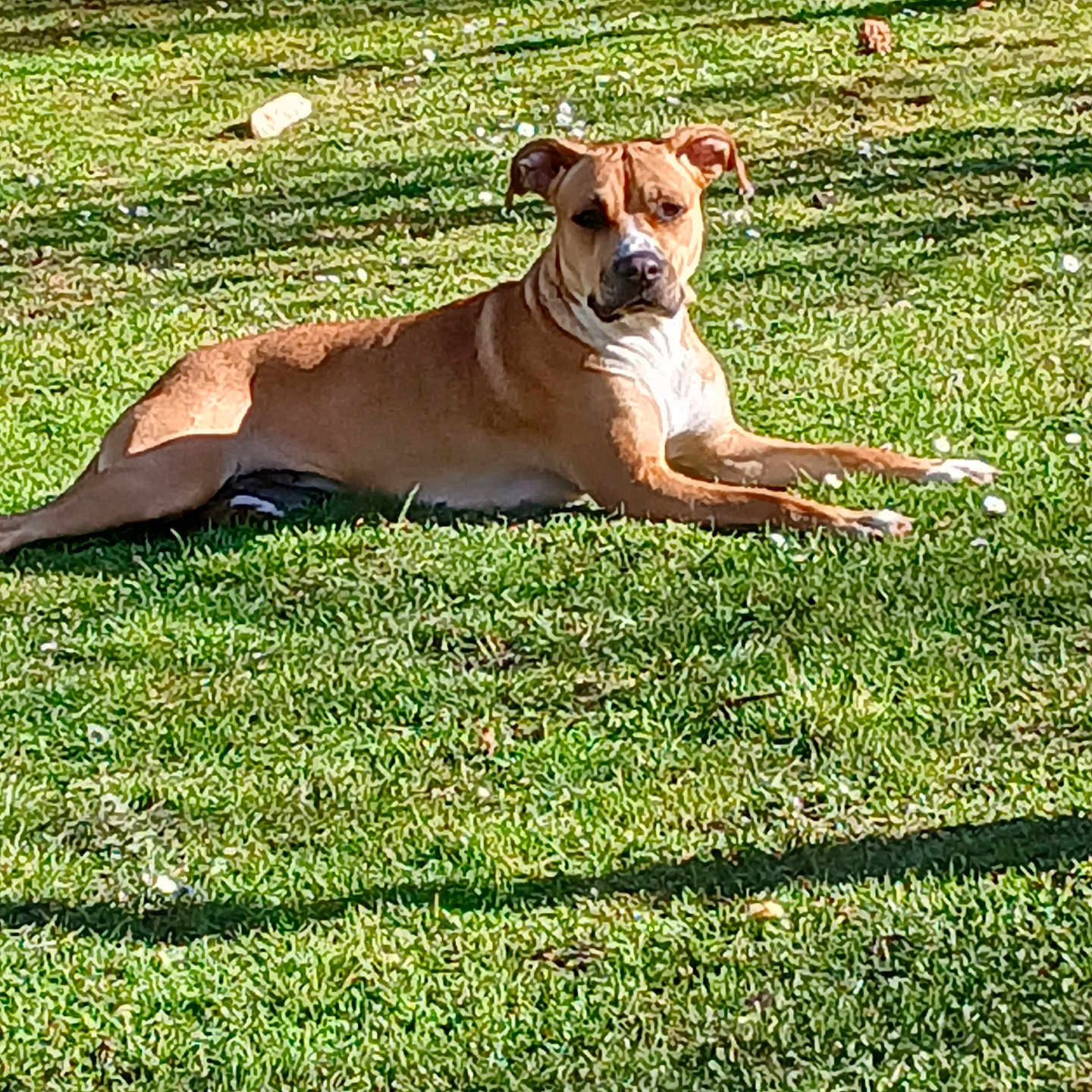 Atlas