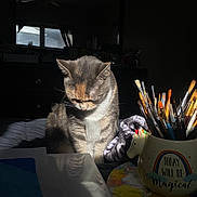 Parker joined the competition — help win amazing prizes! cat, reflection, sunlight, bed, paintbrushes, unicorn_mug, art_palette, painting, quiet, indoor, cozy, gray_cat, striped_cat, creative_space, still_life, morning_light, curtains, window, furniture, art_supplies
