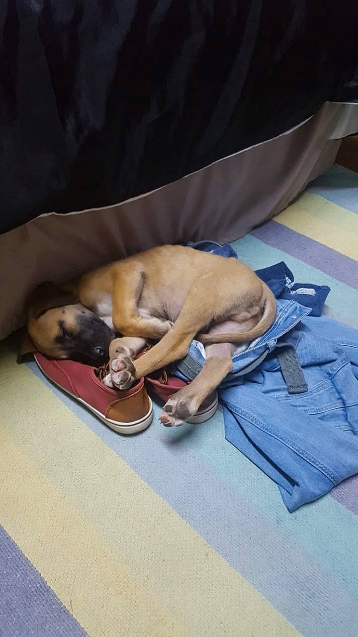 Bruno is registered to the contest to win money with this photo: canidae, carnivore, comfort, companion_dog, dog, dog_bed, dog_breed, dog_supply, fawn, felidae, flooring, guard_dog, hardwood, linens, nap, non_sporting_group, paw, sporting_group, toy_dog, working_animal