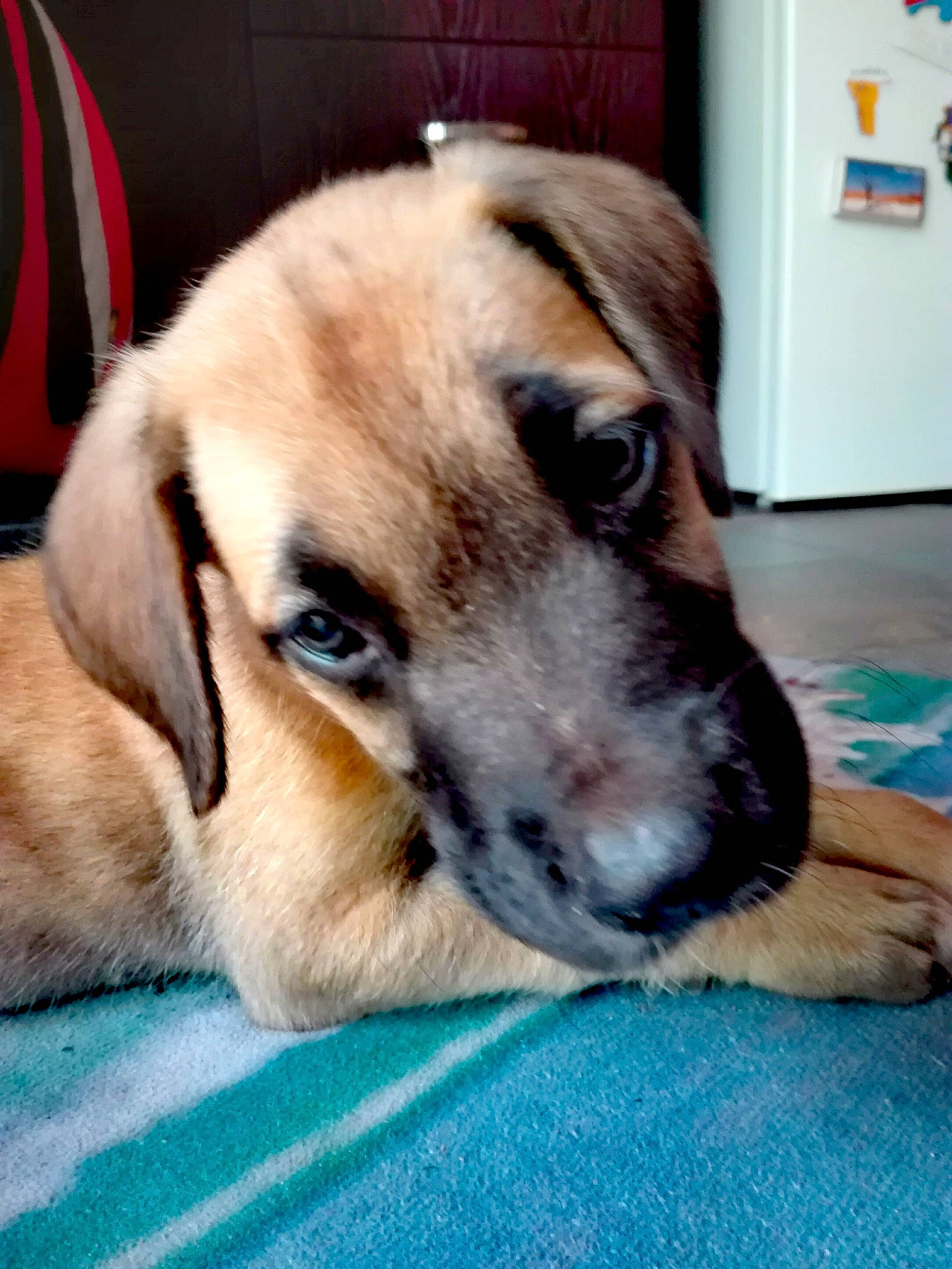 Bruno joined the competition — help win amazing prizes! bag, canidae, carnivore, companion_dog, dog, dog_breed, fawn, flooring, fur, paw, puppy, snout, sporting_group, terrestrial_animal, whiskers, working_animal, working_dog