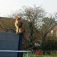 Mimi participe au concours pour gagner de l'argent avec cette photo : cat, tabby, fence, outdoor, tree, house, laundry, drying_rack, grass, sky, daylight, animal, pet, nature, garden, residential, leafless_tree, perched, calm, regal