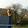 cat, tabby, fence, outdoor, tree, house, laundry, drying_rack, grass, sky, daylight, animal, pet, nature, garden, residential, leafless_tree, perched, calm, regal