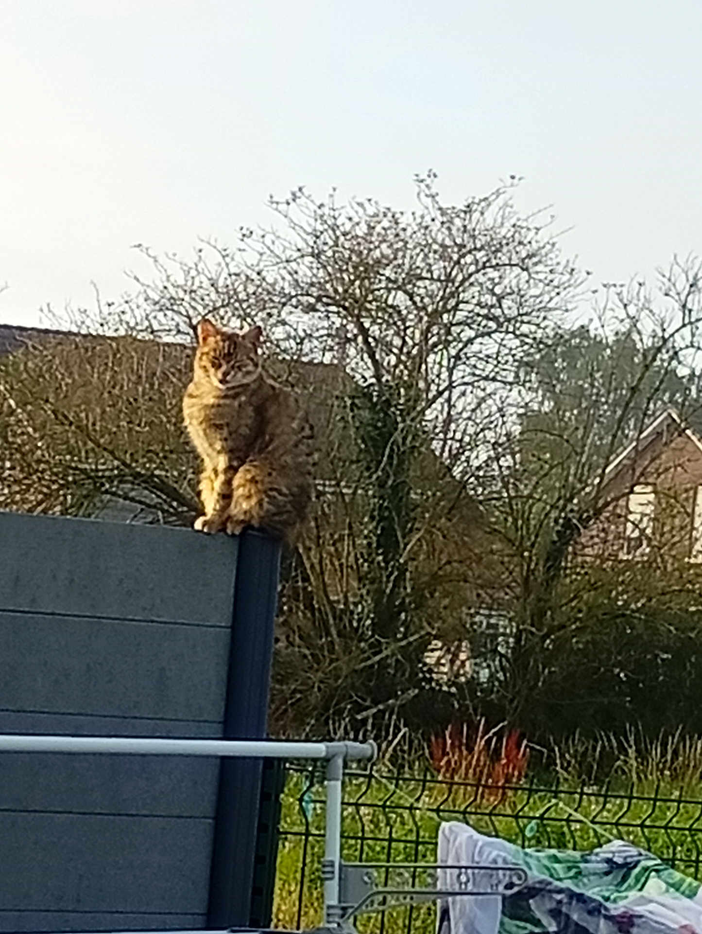 Mimi participe au concours pour gagner de l'argent avec cette photo : cat, tabby, fence, outdoor, tree, house, laundry, drying_rack, grass, sky, daylight, animal, pet, nature, garden, residential, leafless_tree, perched, calm, regal