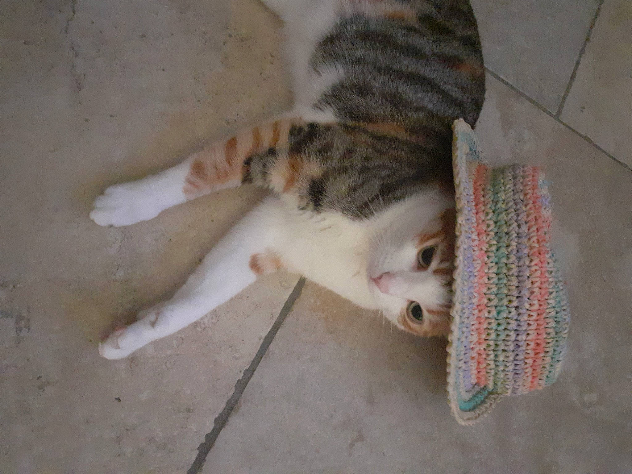 Ratatouille participe au concours pour gagner de l'argent avec cette photo : canidae, carnivore, cat, claw, dog_breed, domestic_short_haired_cat, fawn, felidae, flooring, fur, paw, small_to_medium_sized_cats, sporting_group, tail, terrestrial_animal, whiskers