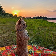 Taya a rejoint le concours — aidez-le/la à gagner de superbes lots ! dog, sunset, grass, river, blanket, outdoor, nature, animal, pet, leash, side_view, peaceful, evening, sky, scenic, field, calm, landscape, fur, quiet