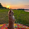 dog, sunset, grass, river, blanket, outdoor, nature, animal, pet, leash, side_view, peaceful, evening, sky, scenic, field, calm, landscape, fur, quiet