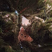 Ginger is registered to the contest to win money with this photo: cat, kitten, christmas_tree, pine_needles, greenery, indoors, curious, peeking, branches, holiday, festive, nature, animal, cute, pet, fur, whiskers, eyes, playful, closeup