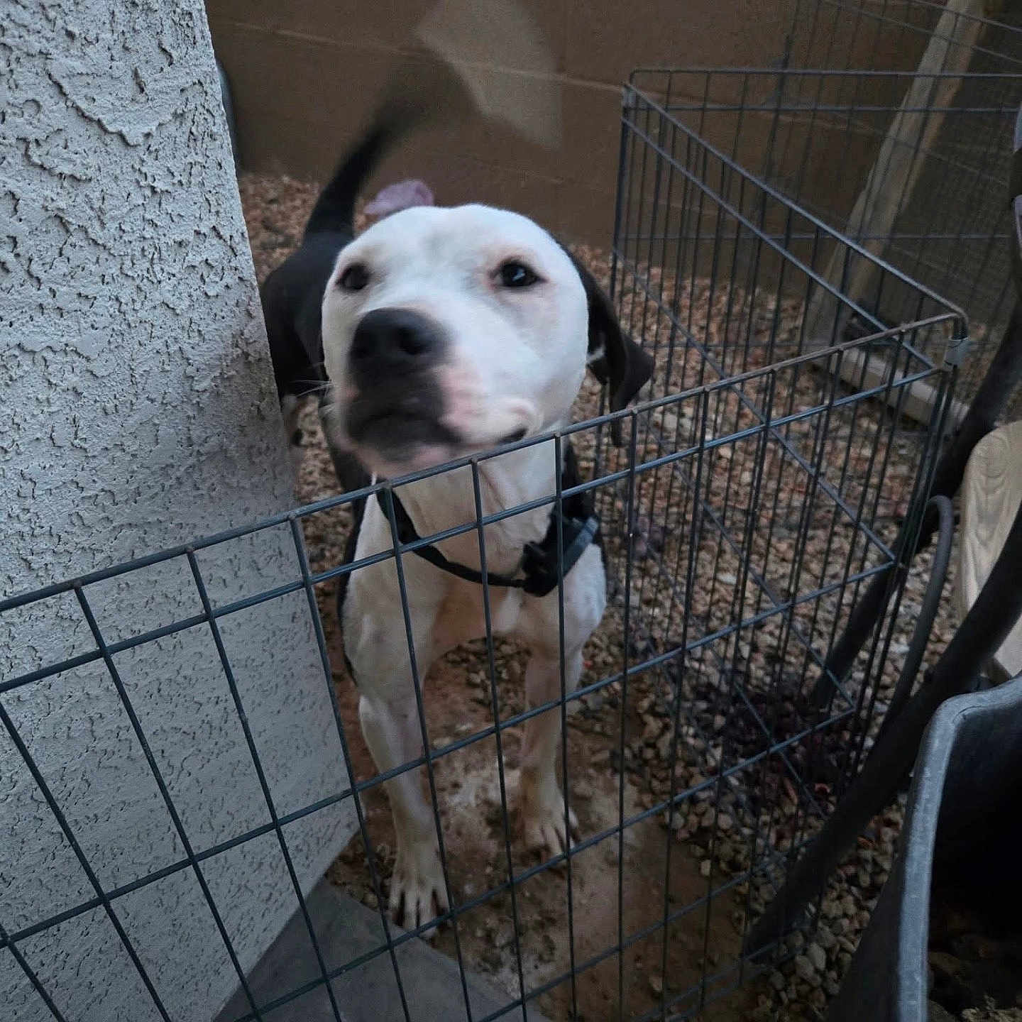 Ghostface joined the competition — help win amazing prizes! dog, puppy, white_dog, black_patches, animal, pet, face, portrait, outdoor, fence, kennel, yard, concrete, gravel, wall, metal, harness, standing, looking_at_camera, cute